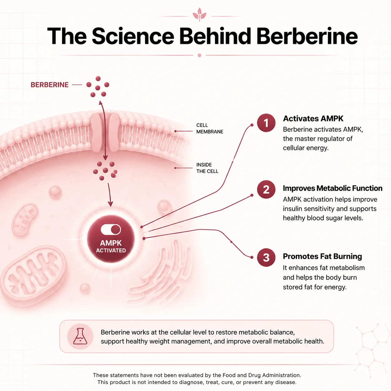 Berberine Complex - The Fat-Burning Switch Your Body Stopped Using